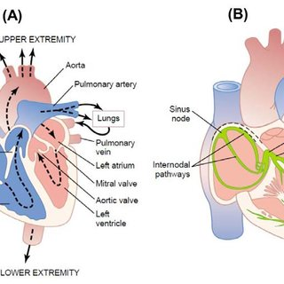 Dobutamine Stress Echo